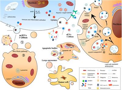 Extracellular Vesicles and Hepatocellular Carcinoma: Opportunities and Challenges